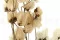Bougainvillea seca Crema 2