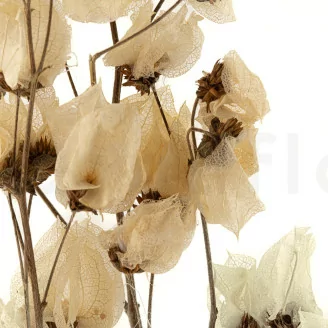 Bougainvillier s&eacute;ch&eacute; Cr&egrave;me