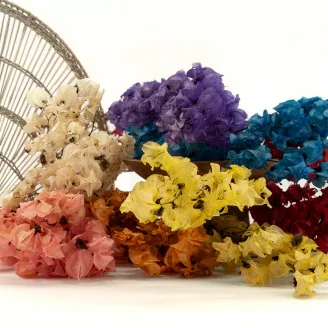 Bougainvillea essiccato Crema