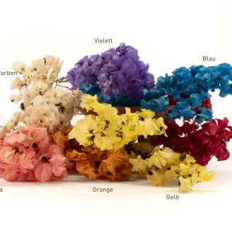 Getrocknete Bougainvillea Creme