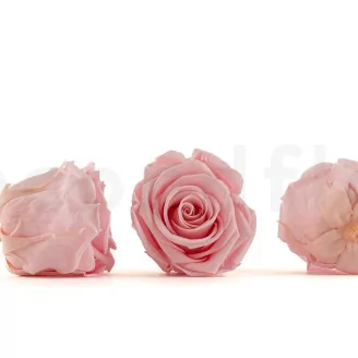 Rosa stabilizzata L Bridal Pink (x8)