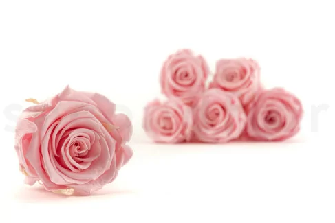 Preserved Rose L Bridal Pink (x8)