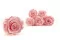 Preserved Rose L Bridal Pink (x8) 1