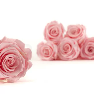 Rose stabilis&eacute;e L Bridal Pink (x8)