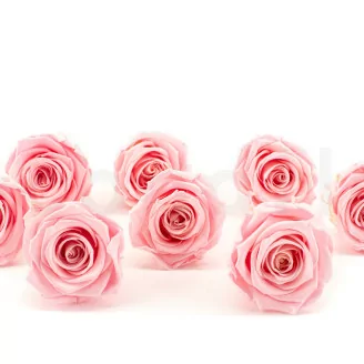 Rosa preservada L Bridal Pink (x8)