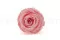 Rosa stabilizzata L Bridal Pink (x8) 6
