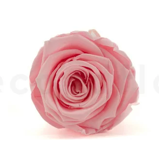 Rosa stabilizzata L Bridal Pink (x8)