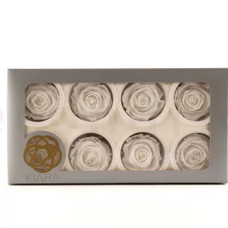 Rosa stabilizzata L Bianco (x8)