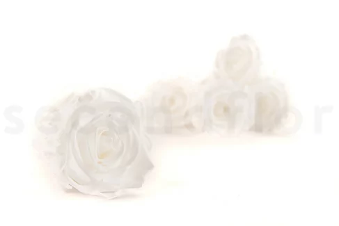 Preserved Rose L White (x8)