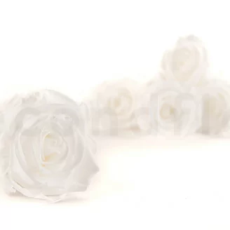 Konservierte Rose L Wei&szlig; (x8)