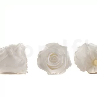 Preserved Rose L White (x8)