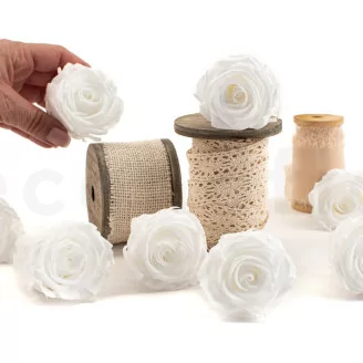 Rosa stabilizzata L Bianco (x8)