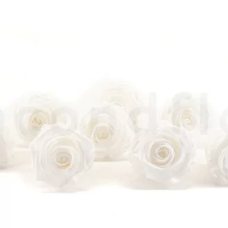 Rosa preservada L Blanco (x8)