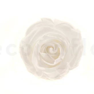 Rosa stabilizzata L Bianco (x8)