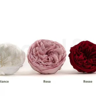 Rosa stabilizzata Kabukiza Rosso (x3)