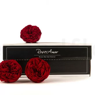 Konservierte Rose Kabukiza Rot (x3)