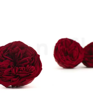 Konservierte Rose Kabukiza Rot (x3)