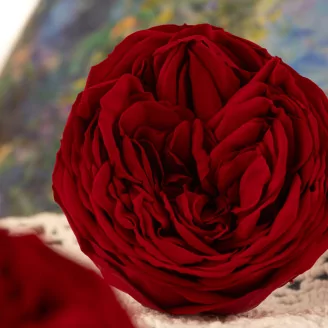 Rose Kabukyza stabilis&eacute;e Rouge (x3)