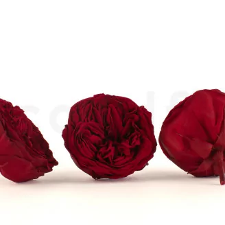 Konservierte Rose Kabukiza Rot (x3)