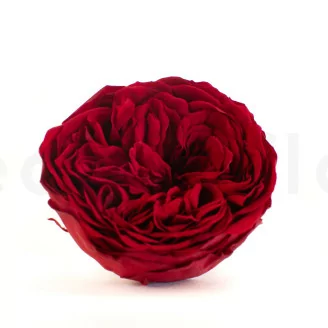 Konservierte Rose Kabukiza Rot (x3)