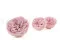 Preserved Kabukiza Rose Pink (x3) 6