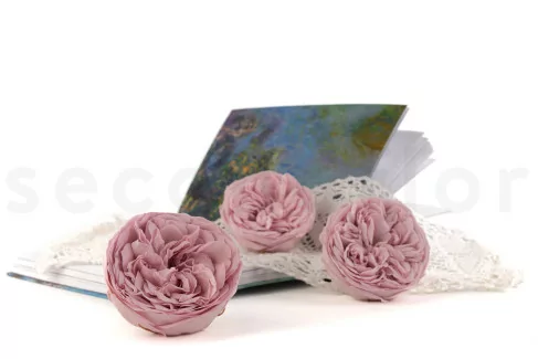 Konservierte Rose Kabukiza Rosa (x3)