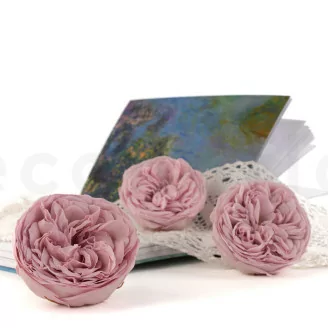 Preserved Kabukiza Rose Pink (x3)