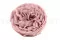 Preserved Kabukiza Rose Pink (x3) 7