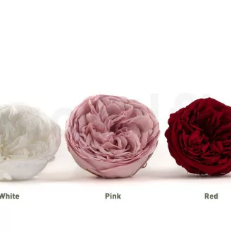 Preserved Kabukiza Rose White (x3)