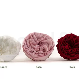 Rosa preservada Kabukiza Blanco (x3)