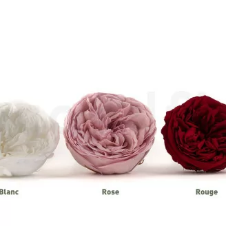 Rose Kabukyza stabilis&eacute;e Blanc (x3)