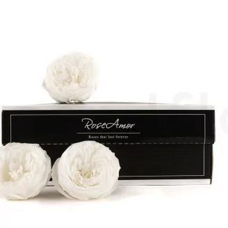 Preserved Kabukiza Rose White (x3)