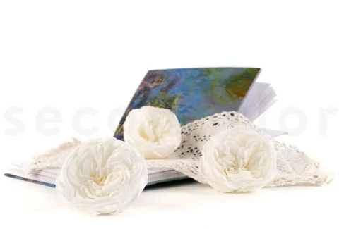 Rosa preservada Kabukiza Blanco (x3)