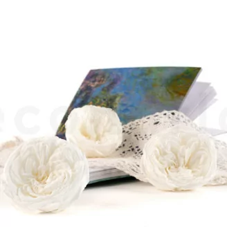 Rose Kabukyza stabilis&eacute;e Blanc (x3)