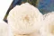 Preserved Kabukiza Rose White (x3) 2
