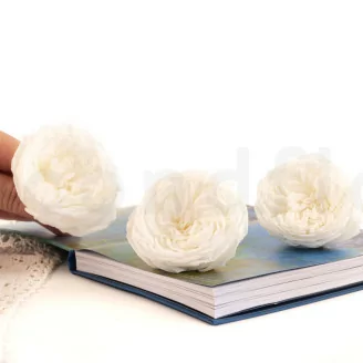 Rosa preservada Kabukiza Blanco (x3)