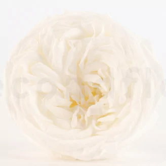Rosa preservada Kabukiza Blanco (x3)