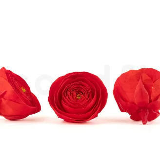 Preserved Ranunculus Red (x9)
