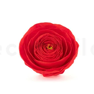Renoncule stabilis&eacute; Rouge (x9)