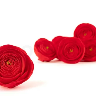 Renoncule stabilis&eacute; Rouge (x9)