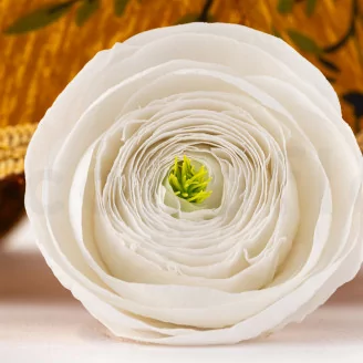Preserved Ranunculus White (x9)