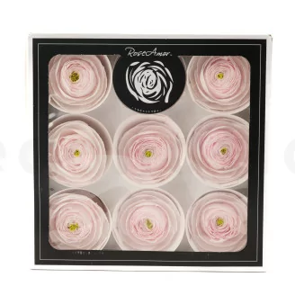 Renoncule stabilis&eacute; Rose (x9)