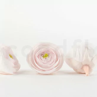 Preserved Ranunculus Pink (x9)
