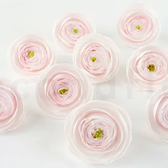Renoncule stabilis&eacute; Rose (x9)