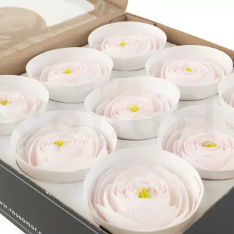 Preserved Ranunculus Pink (x9)