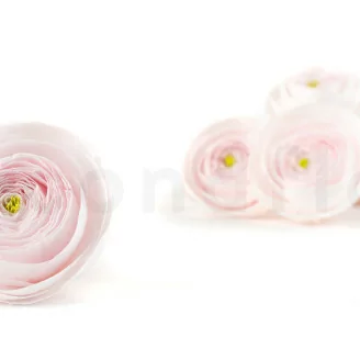 Ranuncolo stabilizzato Rosa (x9)