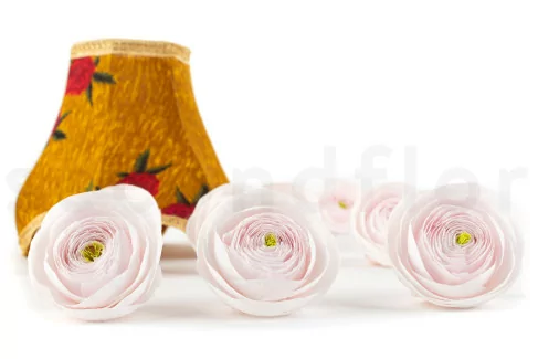 Renoncule stabilis&eacute; Rose (x9)
