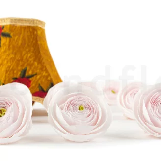 Konservierte Ranunkel Rosa (x9)
