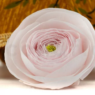 Preserved Ranunculus Pink (x9)