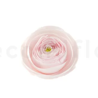 Renoncule stabilis&eacute; Rose (x9)